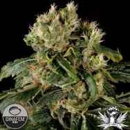 Dinafem Seeds Santa Sativa